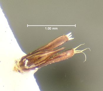 Media type: image;   Entomology 23989 Aspect: genitalia